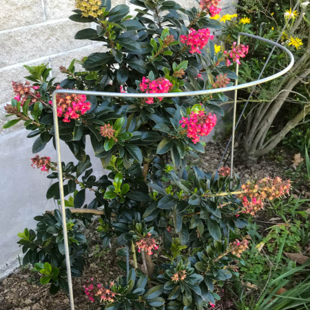 -hh5_silver_in_garden