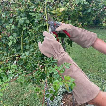 glove_leather_on_rose